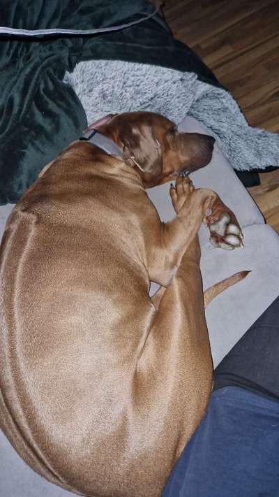 Rhodesian Ridgeback-Beitrag-Bild