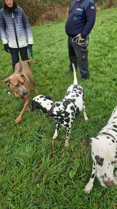 Rhodesian Ridgeback-Beitrag-Bild