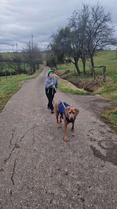Rhodesian Ridgeback-Beitrag-Bild