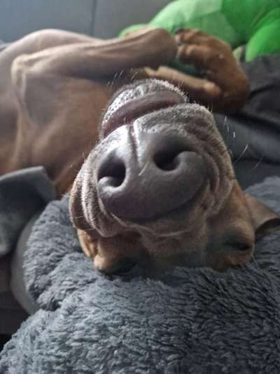 Rhodesian Ridgeback-Beitrag-Bild