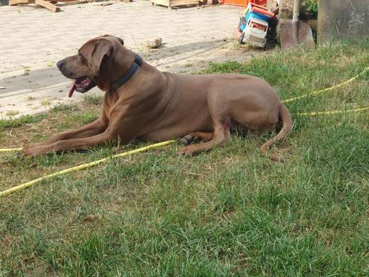 Rhodesian Ridgeback-Beitrag-Bild