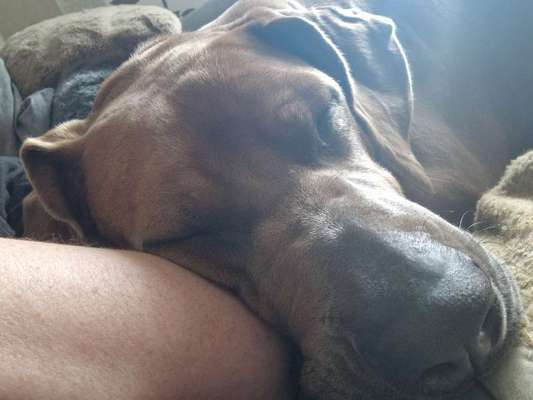 Rhodesian Ridgeback-Beitrag-Bild