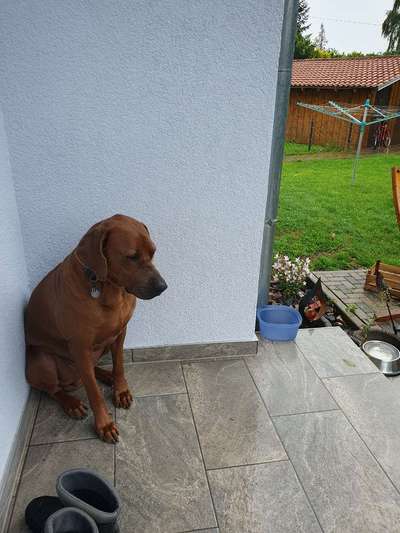 Rhodesian Ridgeback-Beitrag-Bild