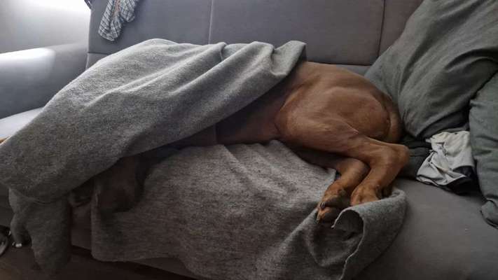 Rhodesian Ridgeback-Beitrag-Bild