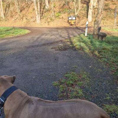 Rhodesian Ridgeback-Beitrag-Bild