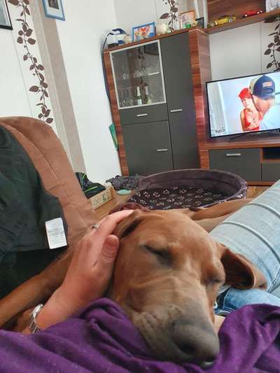 Rhodesian Ridgeback-Beitrag-Bild