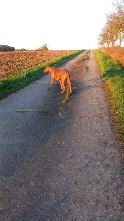 Rhodesian Ridgeback-Beitrag-Bild