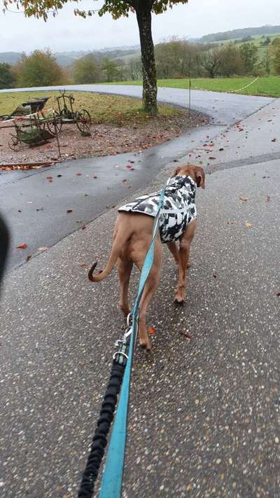 Rhodesian Ridgeback-Beitrag-Bild