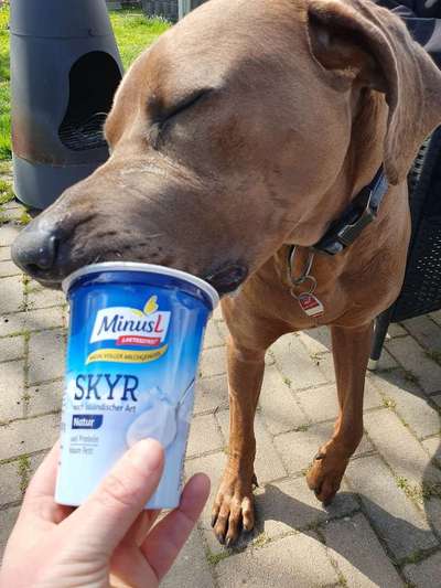 Rhodesian Ridgeback-Beitrag-Bild