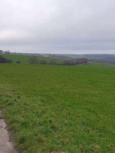 Rhodesian Ridgeback-Beitrag-Bild