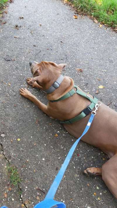 Rhodesian Ridgeback-Beitrag-Bild