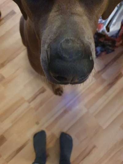 Rhodesian Ridgeback-Beitrag-Bild