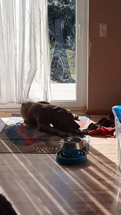 Rhodesian Ridgeback-Beitrag-Bild