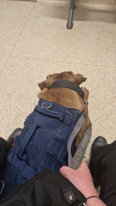 Rhodesian Ridgeback-Beitrag-Bild