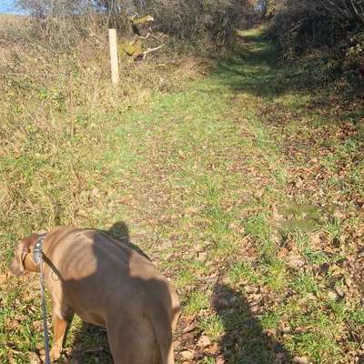 Rhodesian Ridgeback-Beitrag-Bild