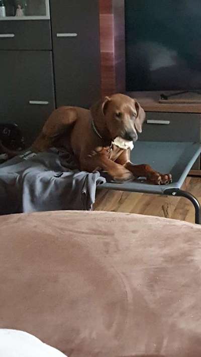 Rhodesian Ridgeback-Beitrag-Bild