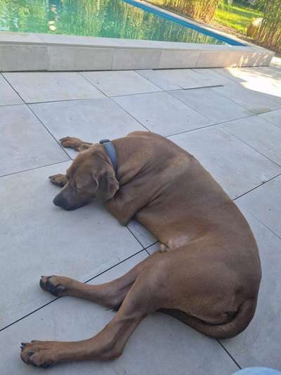 Rhodesian Ridgeback-Beitrag-Bild