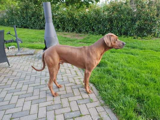 Rhodesian Ridgeback-Beitrag-Bild