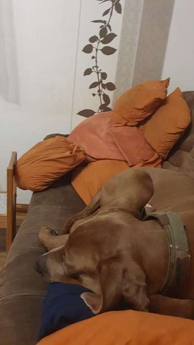 Rhodesian Ridgeback-Beitrag-Bild