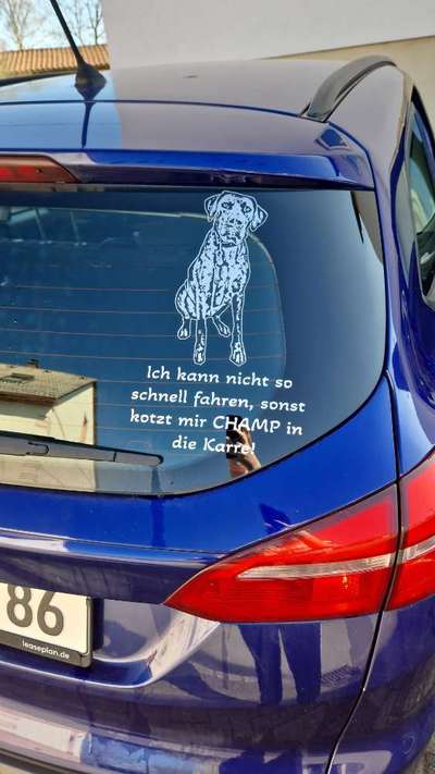 Rhodesian Ridgeback-Beitrag-Bild