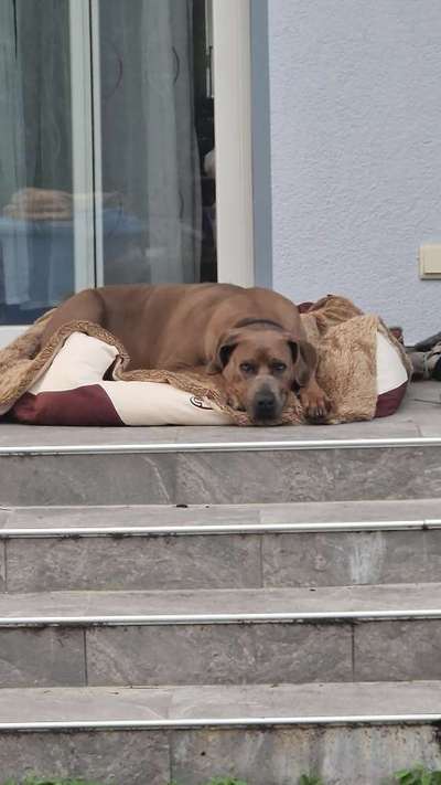 Rhodesian Ridgeback-Beitrag-Bild