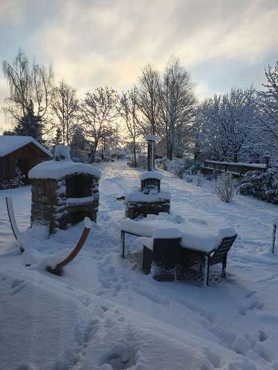 Rhodesian Ridgeback-Beitrag-Bild