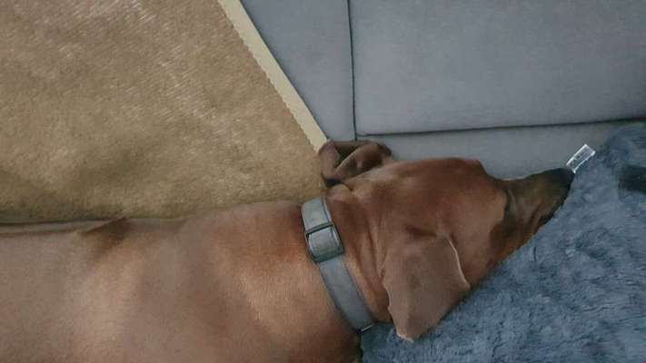 Rhodesian Ridgeback-Beitrag-Bild