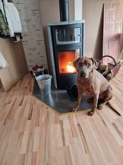 Rhodesian Ridgeback-Beitrag-Bild