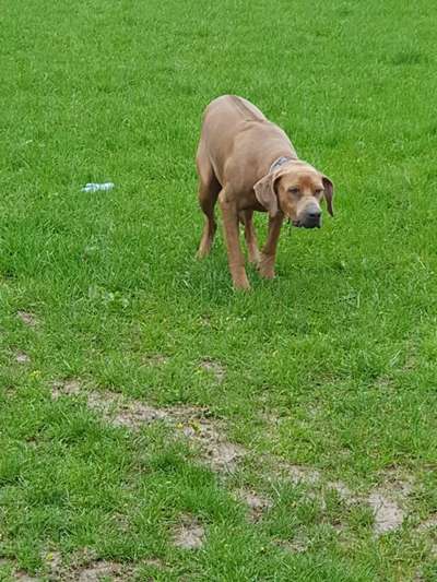 Rhodesian Ridgeback-Beitrag-Bild