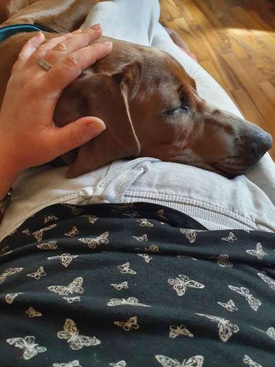 Rhodesian Ridgeback-Beitrag-Bild