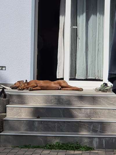 Rhodesian Ridgeback-Beitrag-Bild