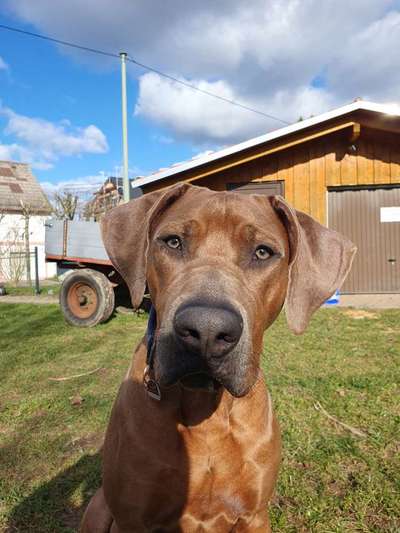 Rhodesian Ridgeback-Beitrag-Bild