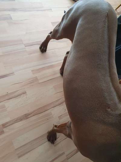 Rhodesian Ridgeback-Beitrag-Bild
