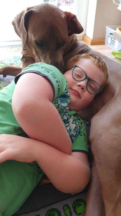 Rhodesian Ridgeback-Beitrag-Bild