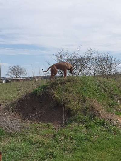 Rhodesian Ridgeback-Beitrag-Bild