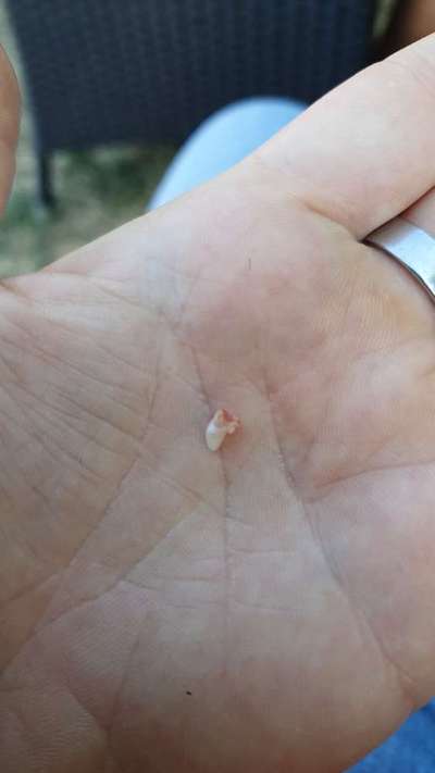 Rhodesian Ridgeback-Beitrag-Bild