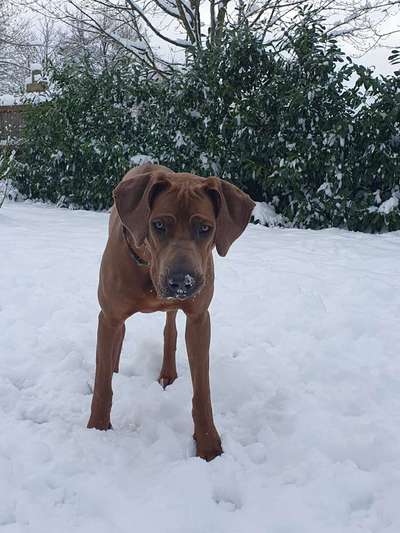 Rhodesian Ridgeback-Beitrag-Bild