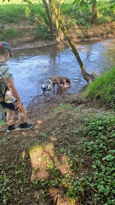 Rhodesian Ridgeback-Beitrag-Bild
