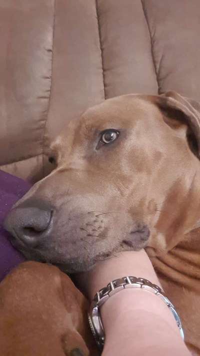 Rhodesian Ridgeback-Beitrag-Bild