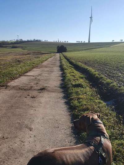 Rhodesian Ridgeback-Beitrag-Bild