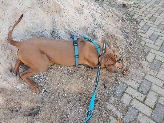 Rhodesian Ridgeback-Beitrag-Bild