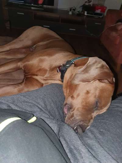 Rhodesian Ridgeback-Beitrag-Bild