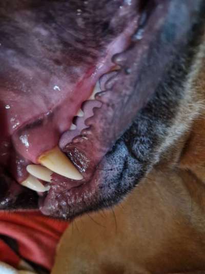 Rhodesian Ridgeback-Beitrag-Bild