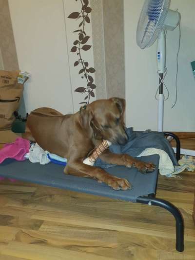 Rhodesian Ridgeback-Beitrag-Bild