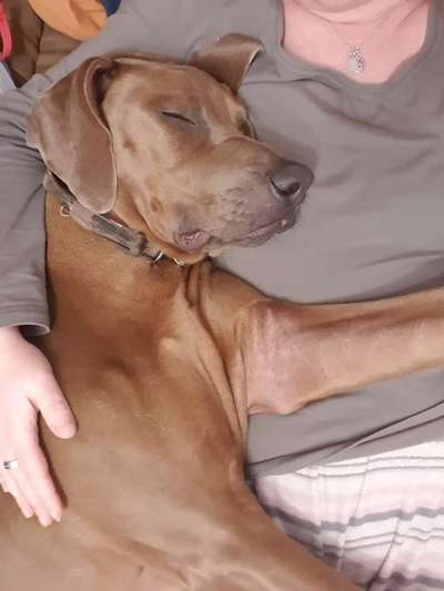 Rhodesian Ridgeback-Beitrag-Bild