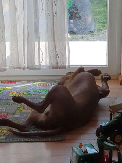 Rhodesian Ridgeback-Beitrag-Bild