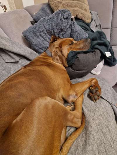 Rhodesian Ridgeback-Beitrag-Bild