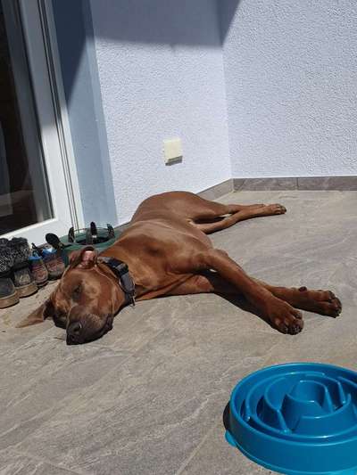 Rhodesian Ridgeback-Beitrag-Bild