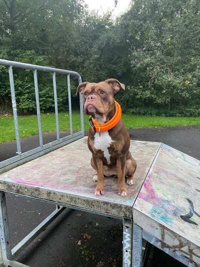 Olde English Bulldogge-Beitrag-Bild