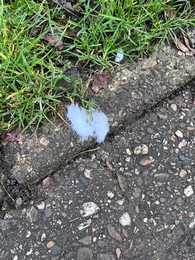 Giftköder-Giftköder/Wilhelmshaven-Bild